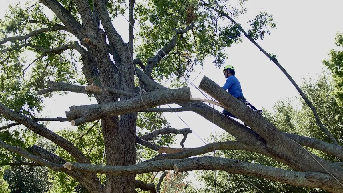 Professional Crown Thinning performed by certified arborists in Boone